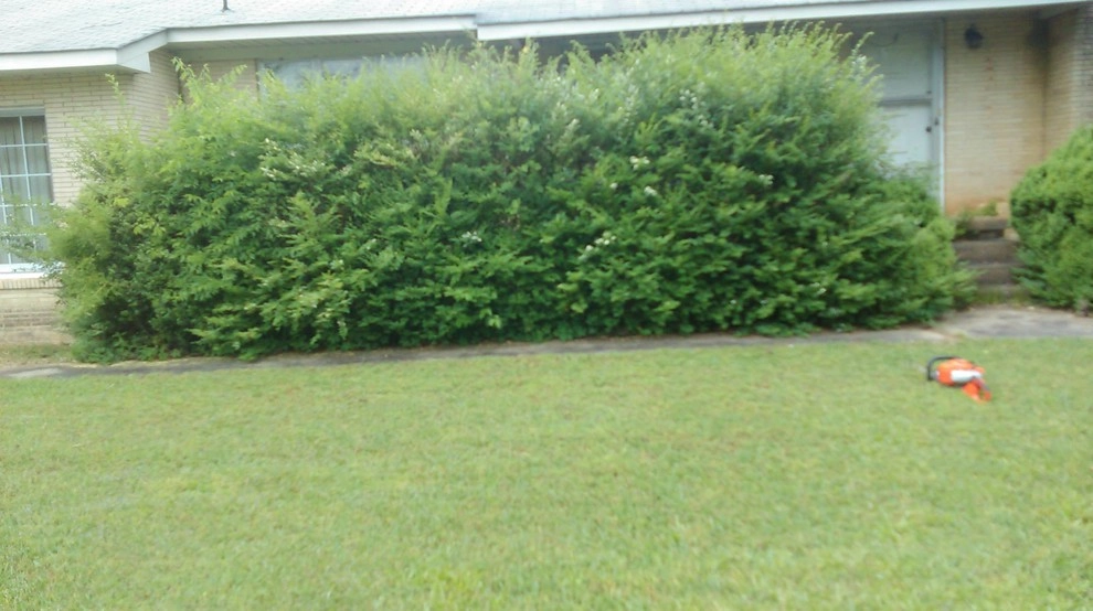 Overgrown Hedge Trimmings by L & D Landscaping - Photo 5