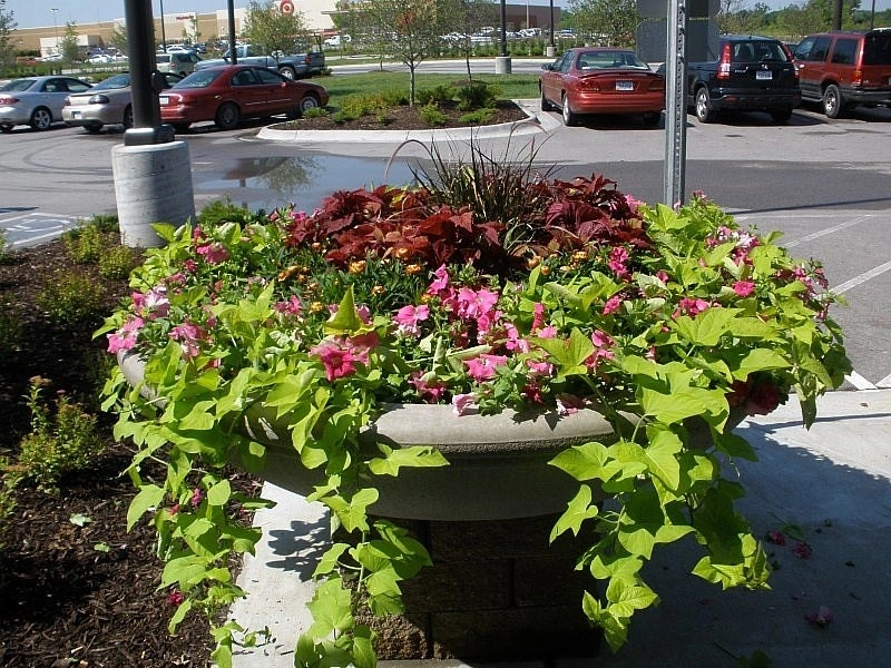 Custom Potting Projects by Executive Lawn & Landscaping, LLC. - Photo 13