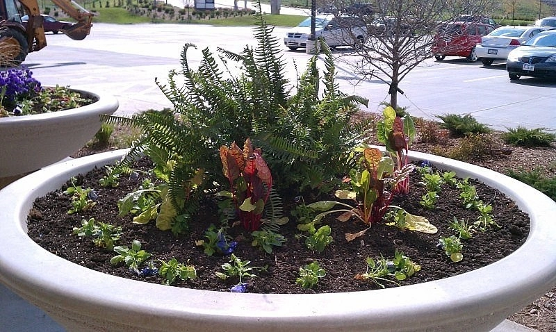 Custom Potting Projects by Executive Lawn & Landscaping, LLC. - Photo 3