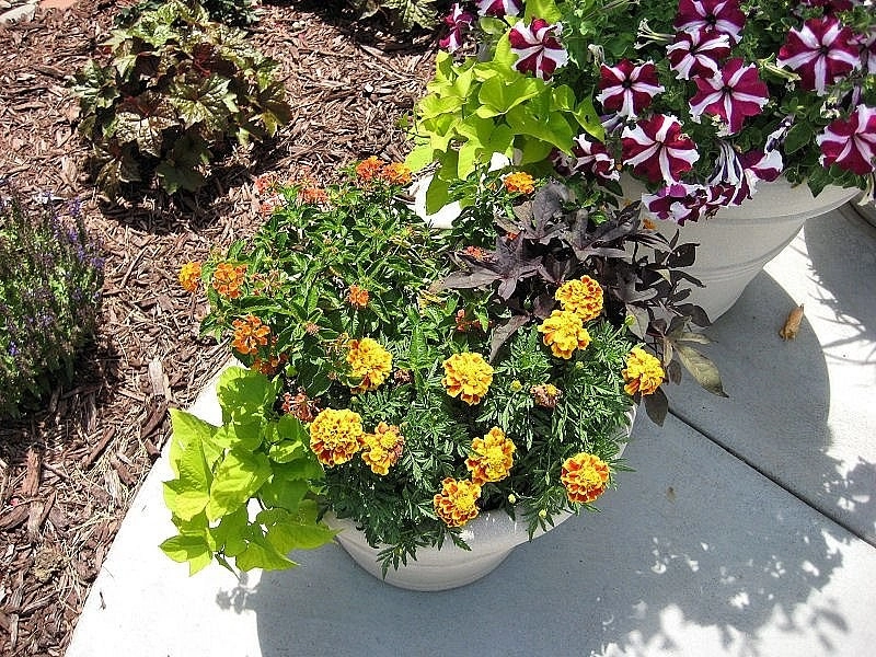 Custom Potting Projects by Executive Lawn & Landscaping, LLC. - Photo 4