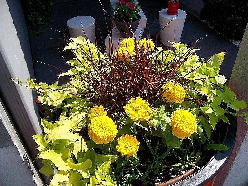Custom Potting Projects by Executive Lawn & Landscaping, LLC. - Photo 11
