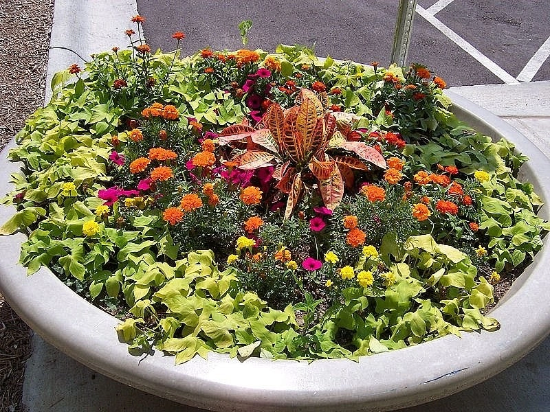 Custom Potting Projects by Executive Lawn & Landscaping, LLC. - Photo 21