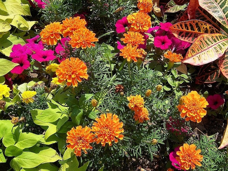 Custom Potting Projects by Executive Lawn & Landscaping, LLC. - Photo 24