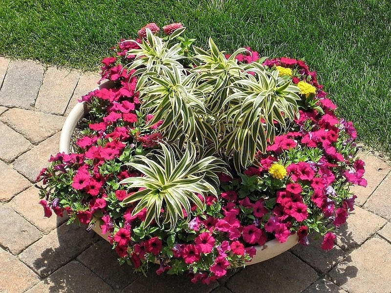 Custom Potting Projects by Executive Lawn & Landscaping, LLC. - Photo 16