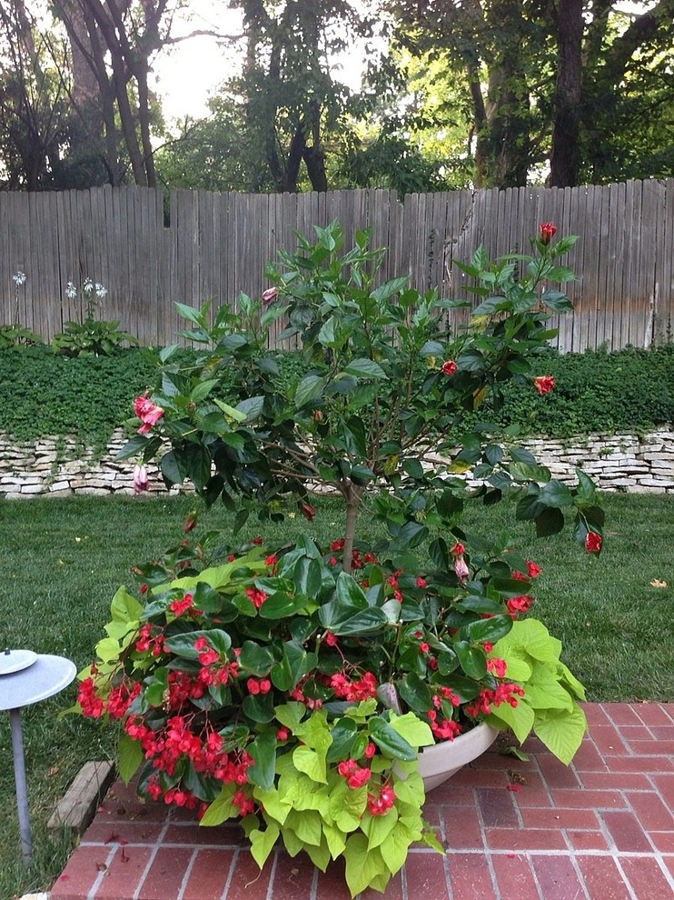 Custom Potting Projects by Executive Lawn & Landscaping, LLC. - Photo 25