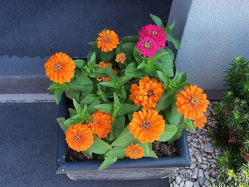 Custom Potting Projects by Executive Lawn & Landscaping, LLC. - Photo 19