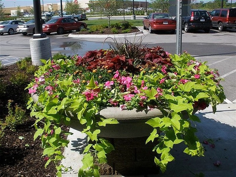 Custom Potting Projects by Executive Lawn & Landscaping, LLC. - Photo 8