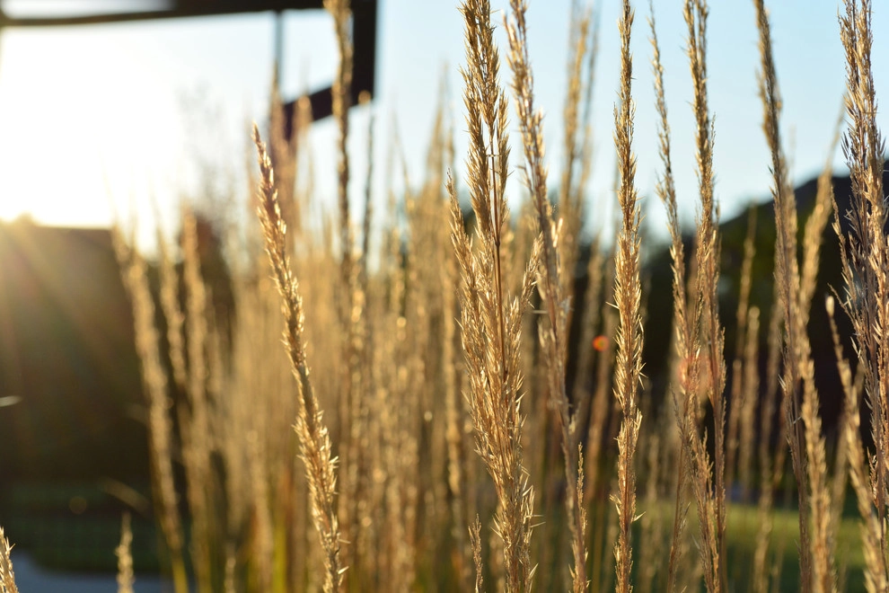 Rustic Silver Leaf Estate by Breaking Ground - Photo 12