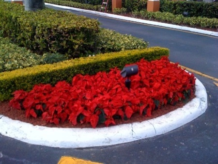 Landscapings by Falcon Professional Lawn Services - Photo 6