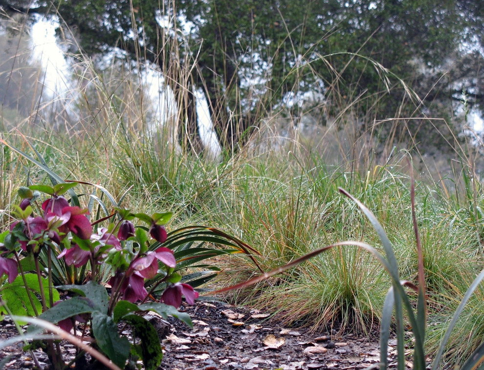 SF Bay Area by Frank & Grossman Landscape Contractors, Inc. - Photo 59