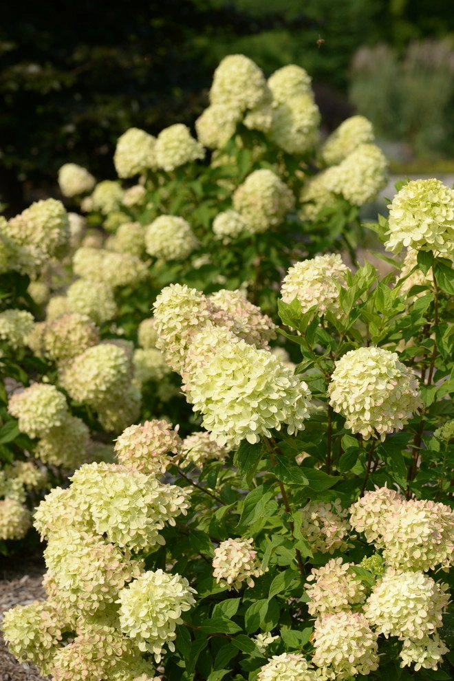 Color and Texture for Landscapes by Frisella Landscape Group - Photo 18