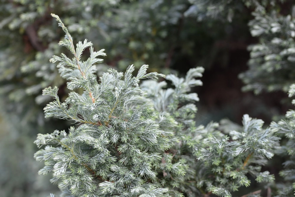 Color and Texture for Landscapes by Frisella Landscape Group - Photo 9
