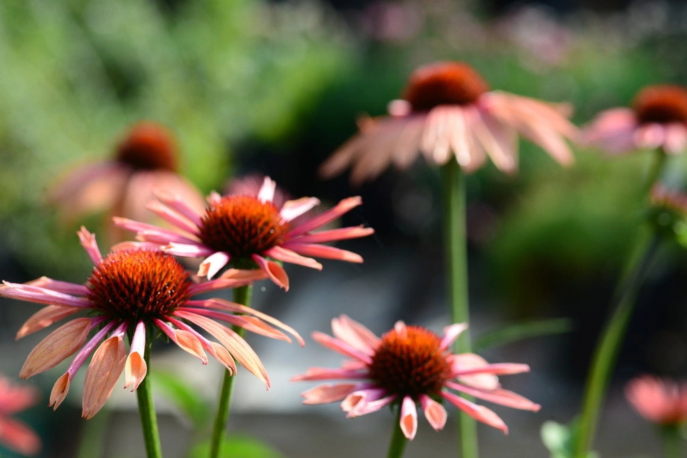 Color and Texture for Landscapes by Frisella Landscape Group - Photo 15