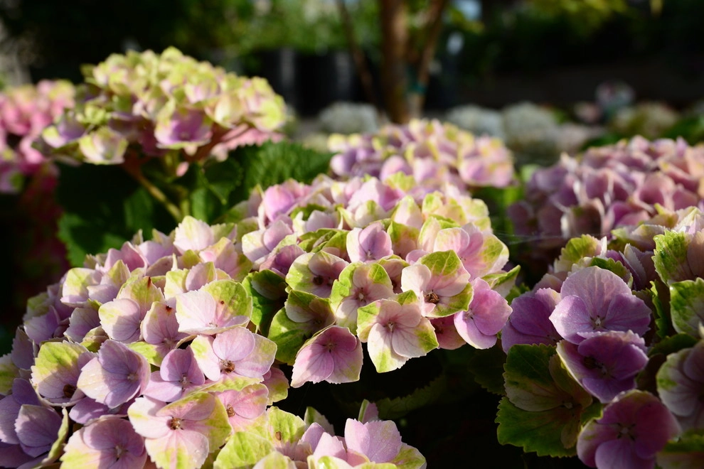 Color and Texture for Landscapes by Frisella Landscape Group - Photo 17