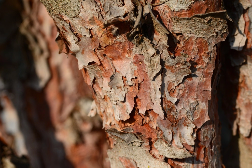 Color and Texture for Landscapes by Frisella Landscape Group - Photo 27