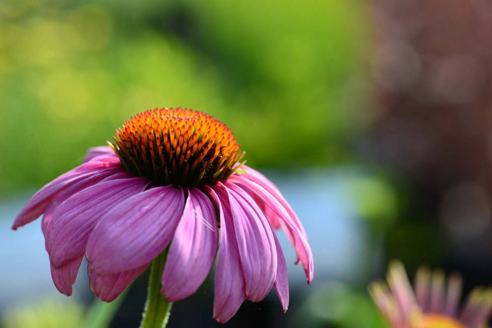Color and Texture for Landscapes by Frisella Landscape Group - Photo 12