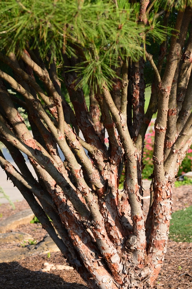 Color and Texture for Landscapes by Frisella Landscape Group - Photo 28