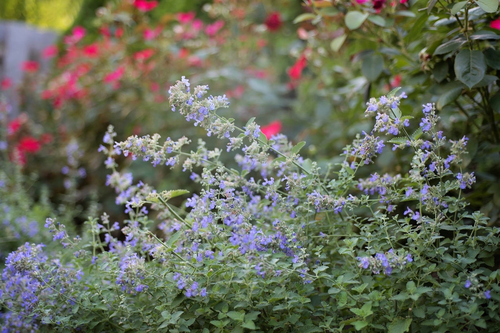 Clayton Landscape by Frisella Landscape Group - Photo 11