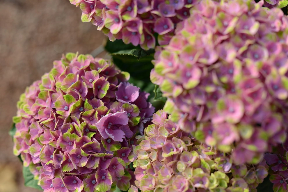 Color and Texture for Landscapes by Frisella Landscape Group - Photo 25