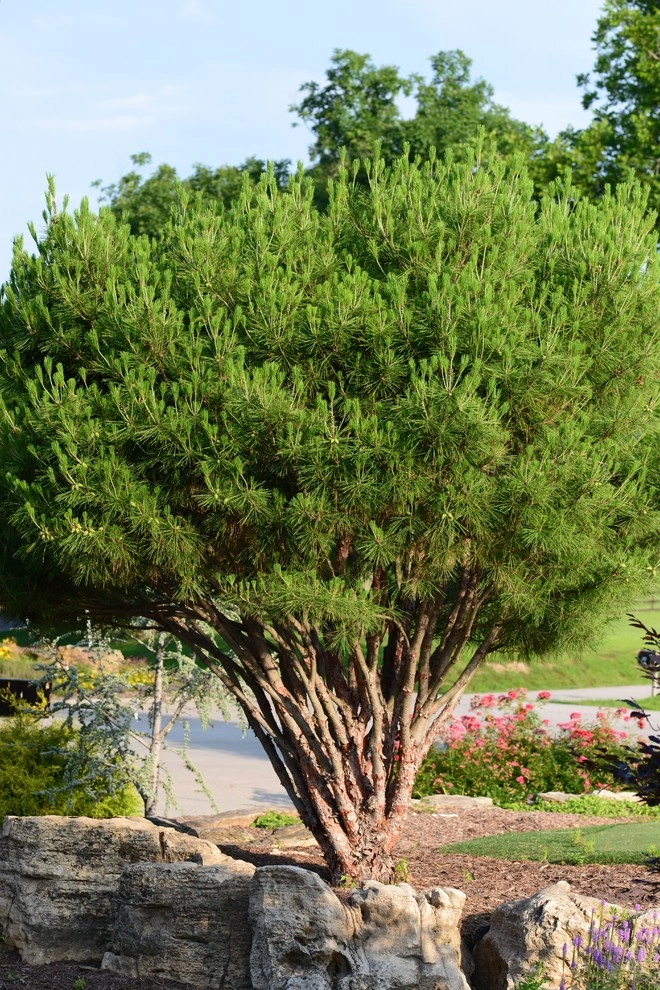 Color and Texture for Landscapes by Frisella Landscape Group - Photo 14