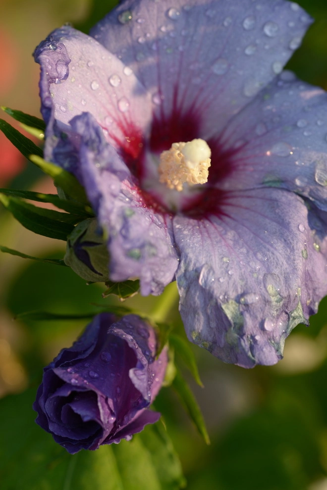 Color and Texture for Landscapes by Frisella Landscape Group - Photo 30