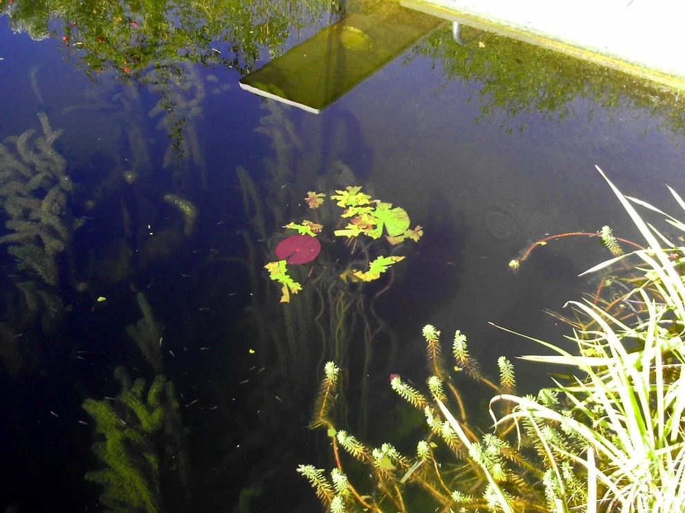 Swimming pool conversion to natural pond by Gaia Creations - Photo 10