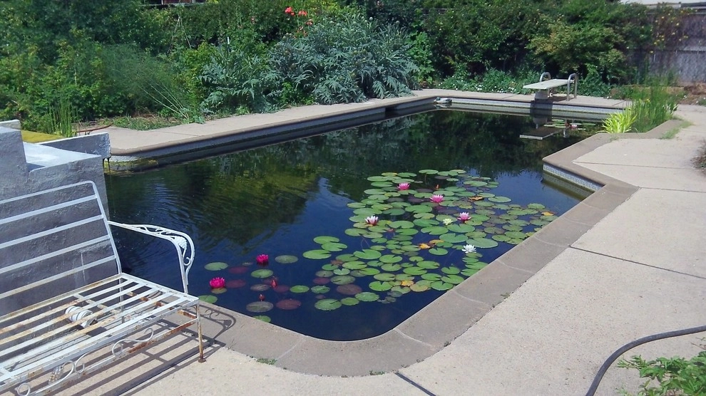 Swimming pool conversion to natural pond by Gaia Creations - Photo 14