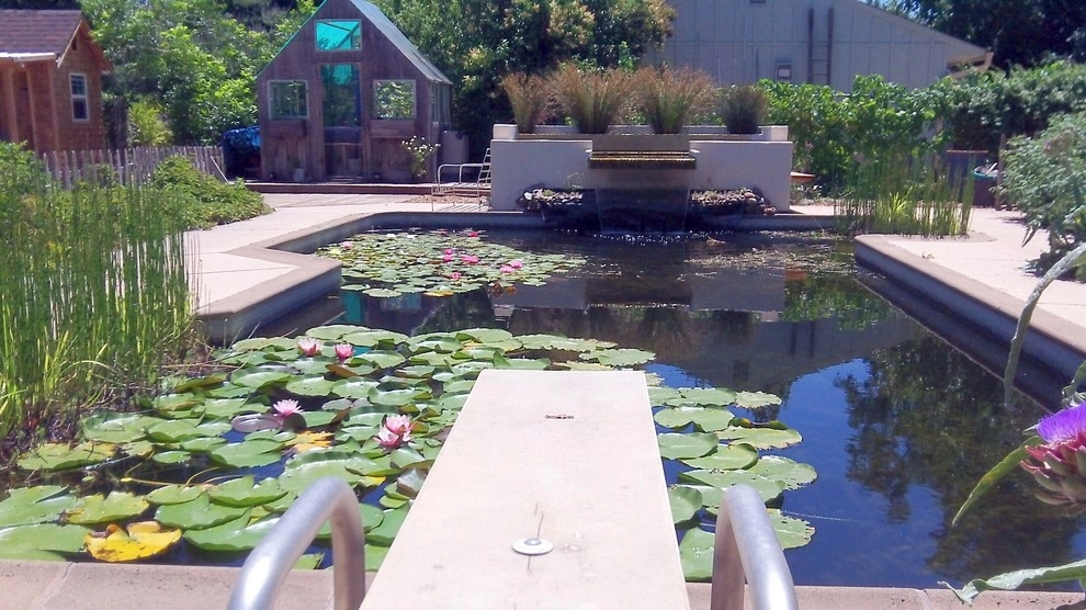 Swimming pool conversion to natural pond by Gaia Creations - Photo 6