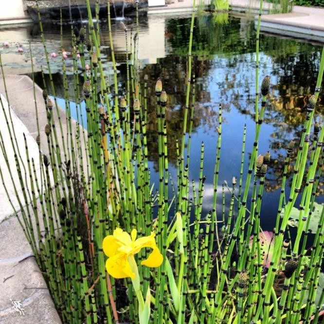 Swimming pool conversion to natural pond by Gaia Creations - Photo 19