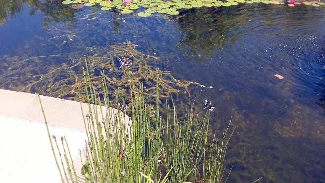 Swimming pool conversion to natural pond by Gaia Creations - Photo 16