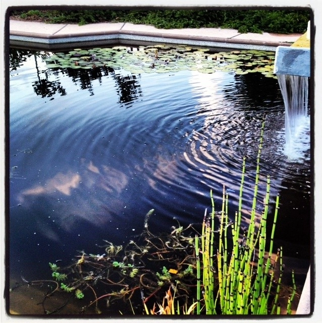 Swimming pool conversion to natural pond by Gaia Creations - Photo 8