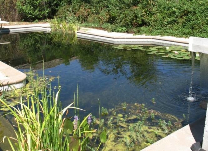 Swimming pool conversion to natural pond by Gaia Creations - Photo 22