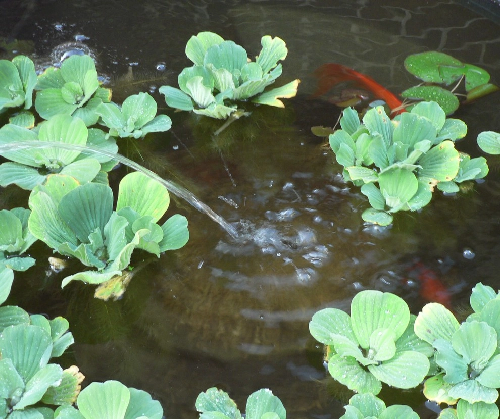 Backyard Pond by Ganshert Nursery & Landscapes - Photo 3