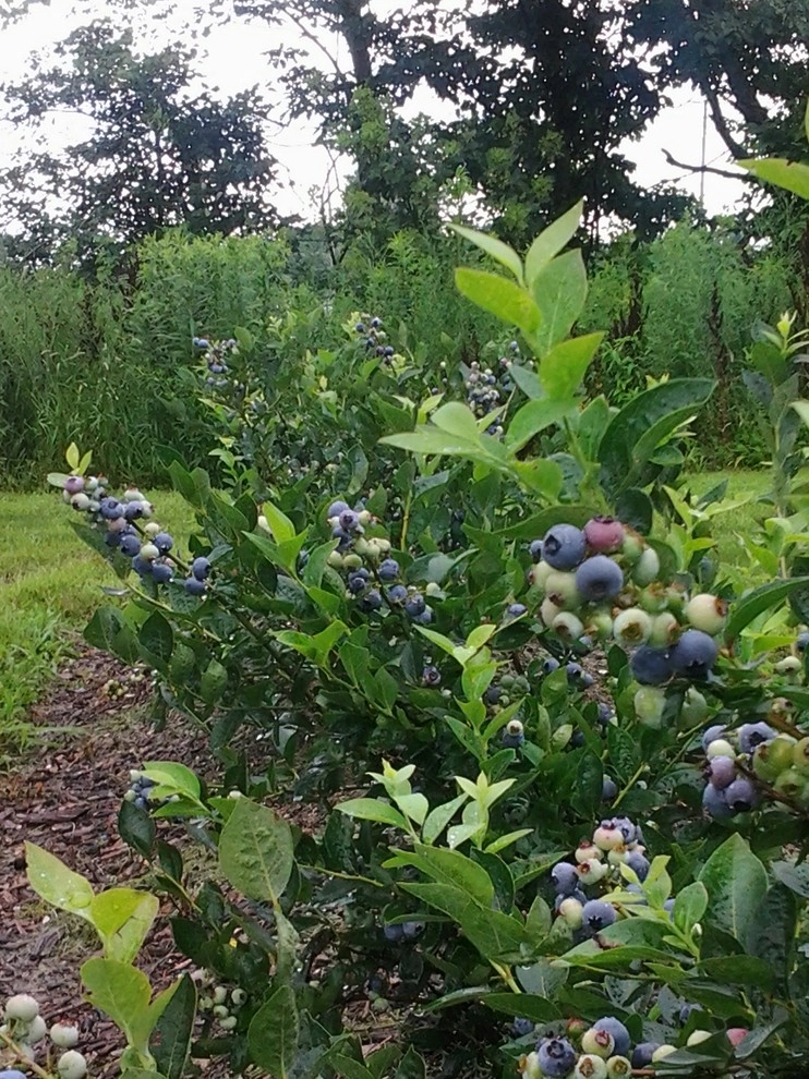 Owen's Backyard Paradise by Garden Of Eden Landscaping Services - Photo 3