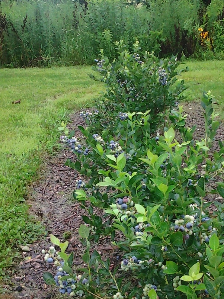 Owen's Backyard Paradise by Garden Of Eden Landscaping Services - Photo 4