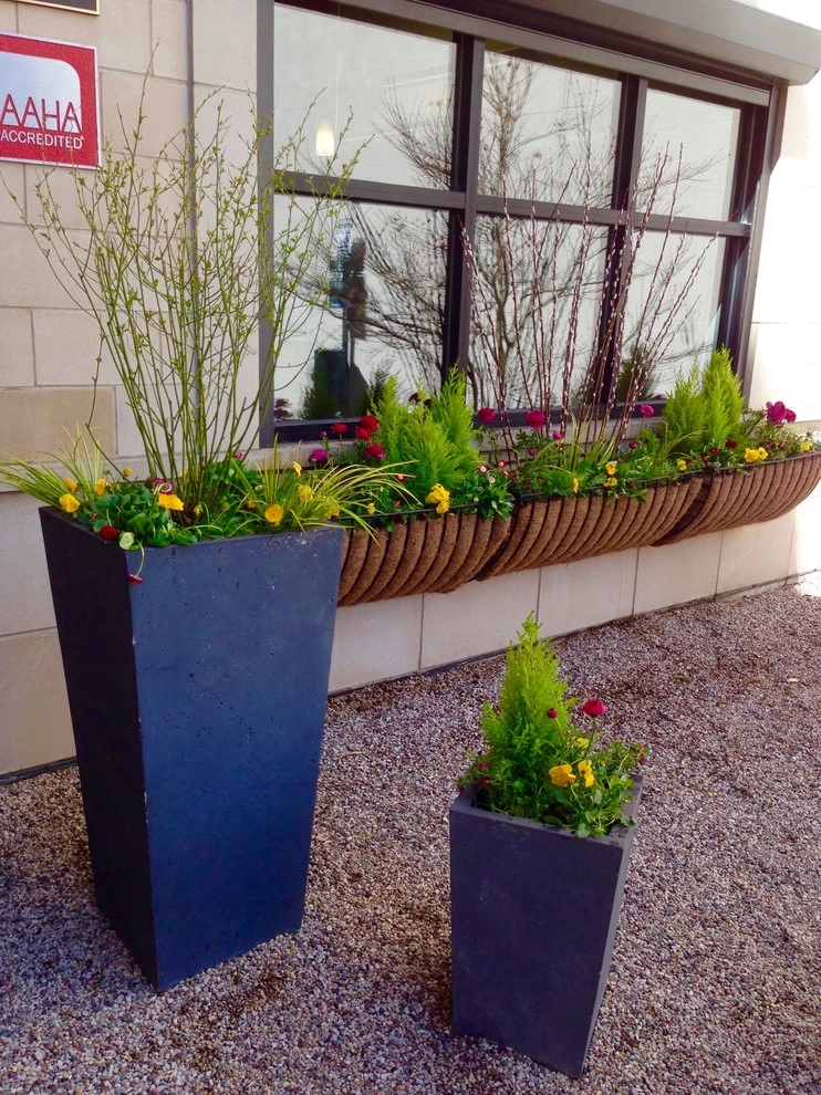 Chicago Spring Annuals 2015 by Brent Riechers Landscape (BRL LANDesign) - Photo 3