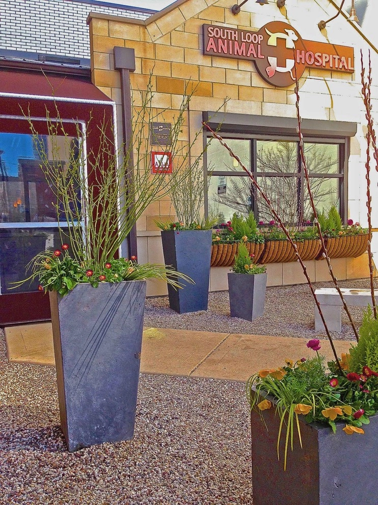 Chicago Spring Annuals 2015 by Brent Riechers Landscape (BRL LANDesign) - Photo 5
