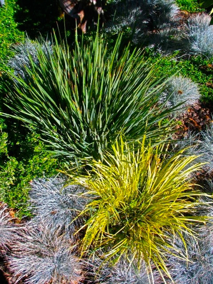Los Gatos Renovation by Garden To Life Landscaping - Photo 2