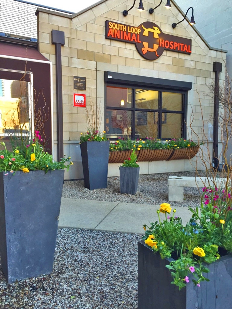 Chicago - Spring annuals 2016 by Brent Riechers Landscape (BRL LANDesign) - Photo 4
