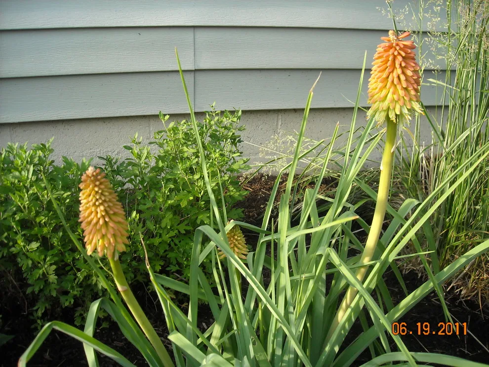 Breezy Summit Landscaping by Premier Property Service Of Ohio, LLC - Photo 3