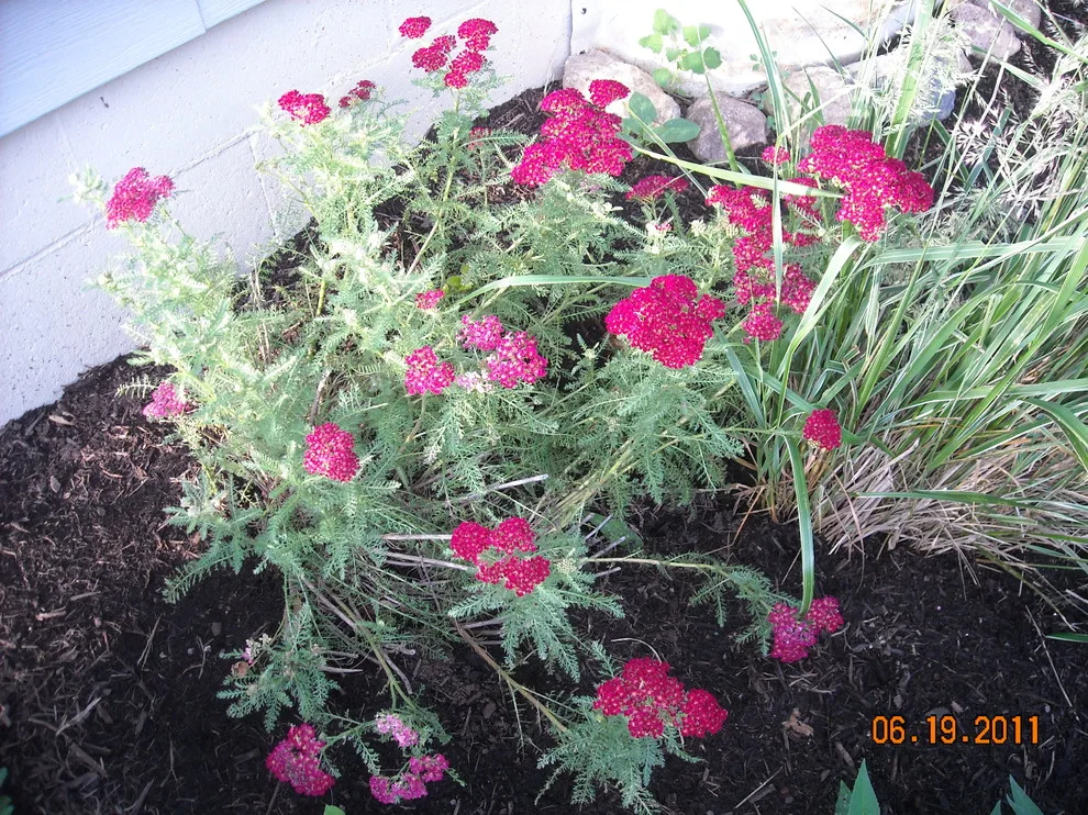 Breezy Summit Landscaping by Premier Property Service Of Ohio, LLC - Photo 5