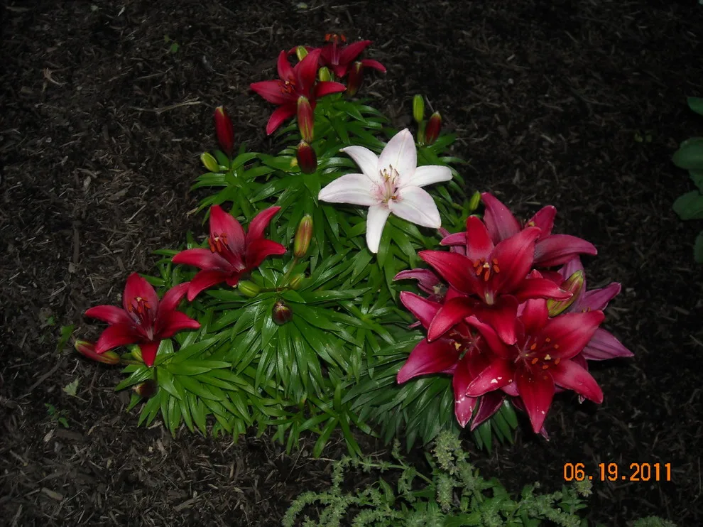 Breezy Summit Landscaping by Premier Property Service Of Ohio, LLC - Photo 7