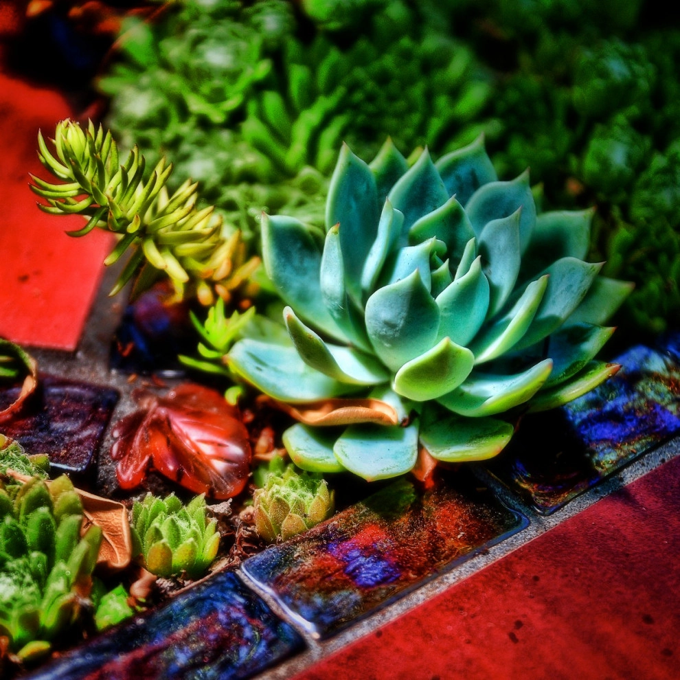 creation of succulent table by Garden To Life Landscaping - Photo 11
