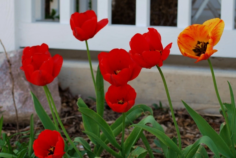 Flowering Bulbs -- Tulips by GardenArt - Photo 3