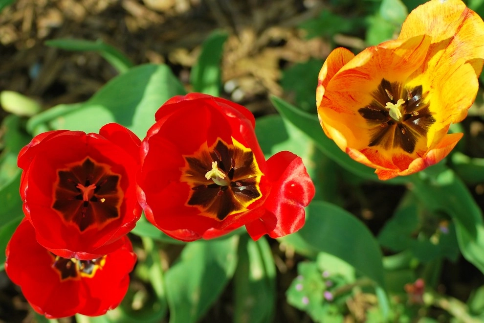 Flowering Bulbs -- Tulips by GardenArt - Photo 9