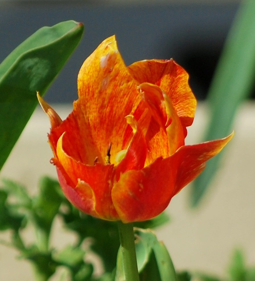 Flowering Bulbs -- Tulips by GardenArt - Photo 5