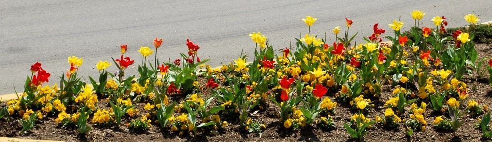 Flowering Bulbs -- Tulips by GardenArt - Photo 11