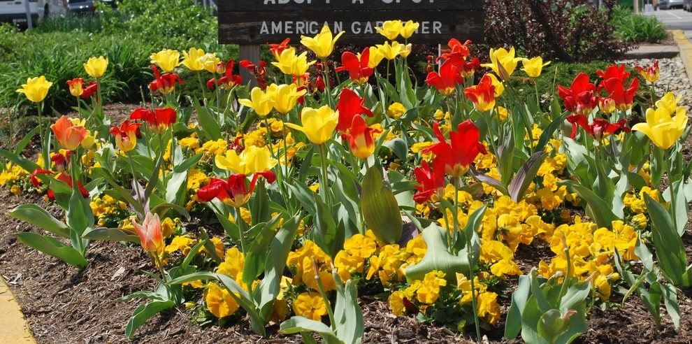 Flowering Bulbs -- Tulips by GardenArt - Photo 4