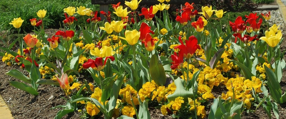 Flowering Bulbs -- Tulips by GardenArt - Photo 7