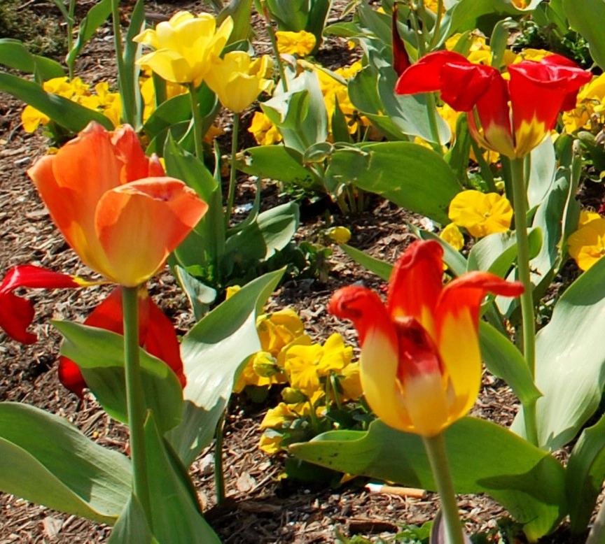 Flowering Bulbs -- Tulips by GardenArt - Photo 13